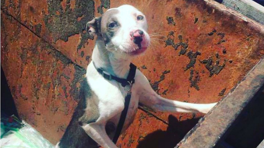 A construction worker found this malnourished female pit bull-Lab mix in a Brooklyn dumpster Tuesday.