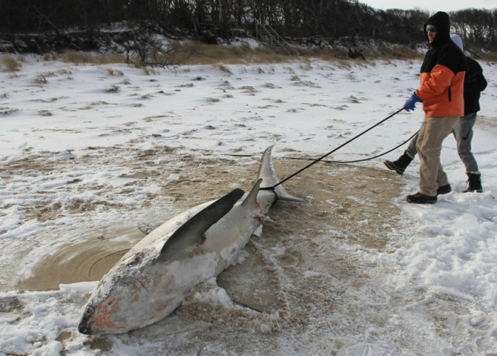 Are the four 'frozen sharks' found off Cape Cod cause for alarm or a common occurrence this time of year? A scientist explains.