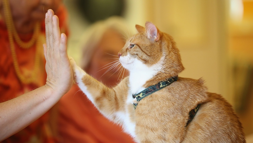 A cat-alyst for change? New York Senate votes to ban cat declawing
