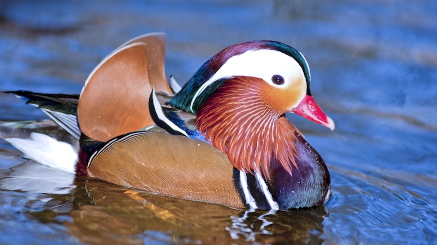 mandarin duck | central park mandarin duck
