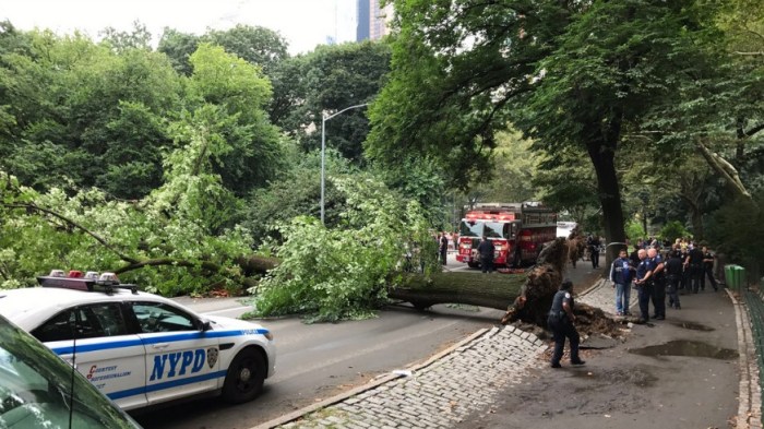 A falling tree in Central Park injured a woman and three children Tuesday.