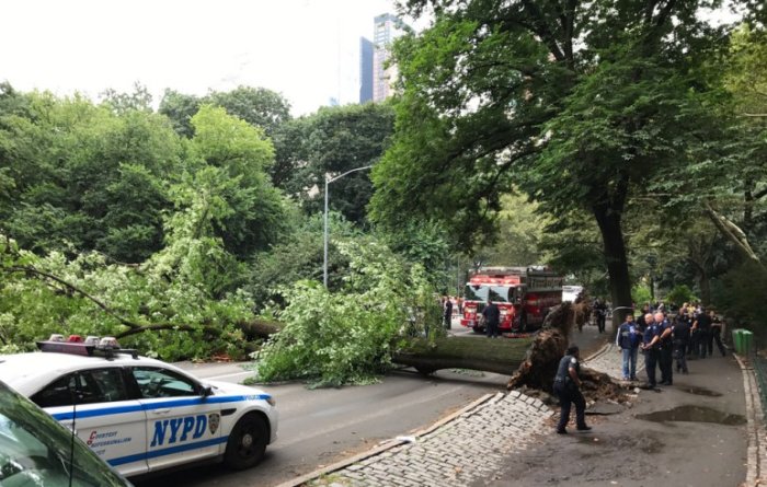 Mom hurt by falling Central Park tree sues city for $200 million.