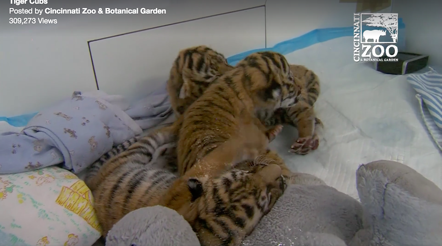 Stop what you’re doing and watch these newborn tiger cubs from Cincinnati