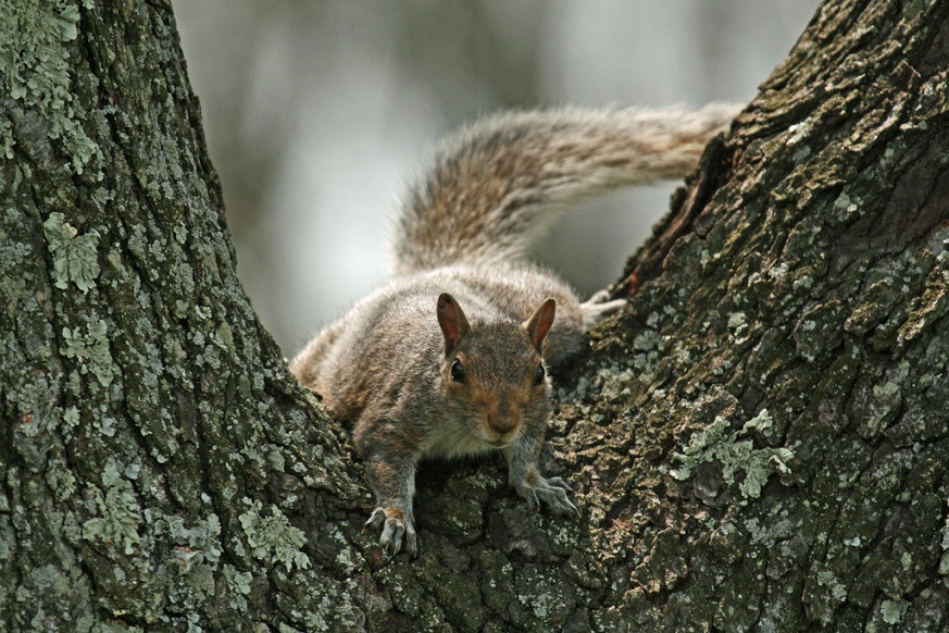 Park squirrel