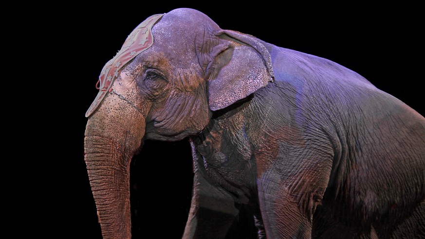 New York Gov. Andrew Cuomo bans the use of elephants in circus and entertainment acts in state.
