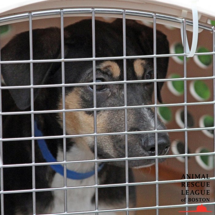 Puerto Rico puppies Animal Rescue League Boston