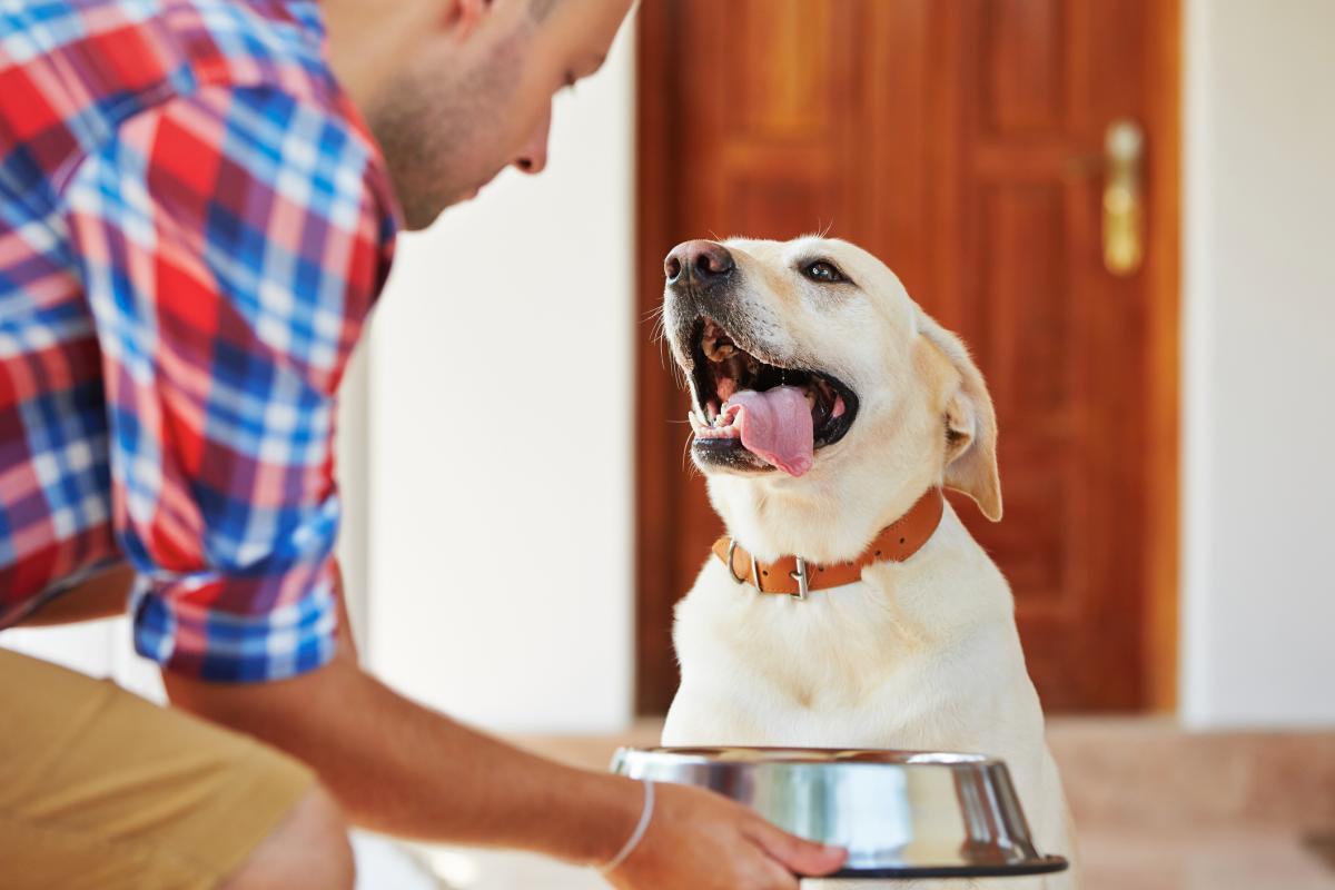Dog IQ: Test your pooch’s intelligence