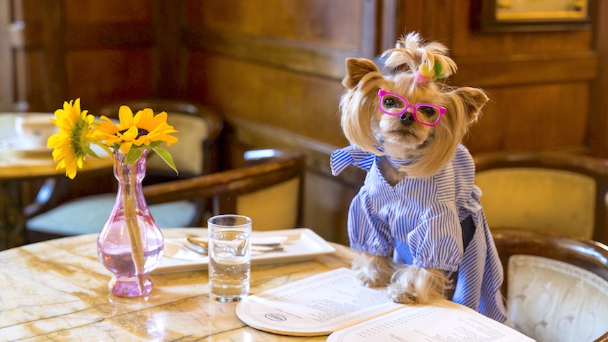 This is not quite what you'll find at Boris & Horton, NYC's first dog cafe. Credit: Getty Images