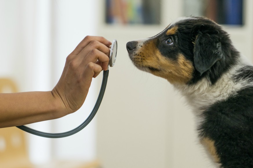 Unlike human flu, dog flu doesn’t have a season, so as the weather gets nicer and your dog spends more time outside, here are some things to know about the highly contagious virus.