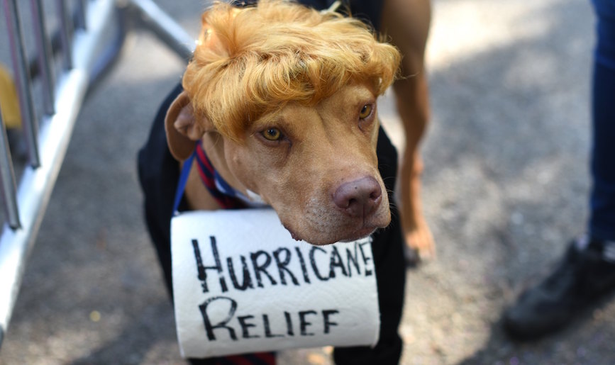 Best costumes from the Tompkins Square Halloween Dog Parade