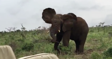 Watch this annoyed elephant suddenly hurl a giant branch at safari onlookers