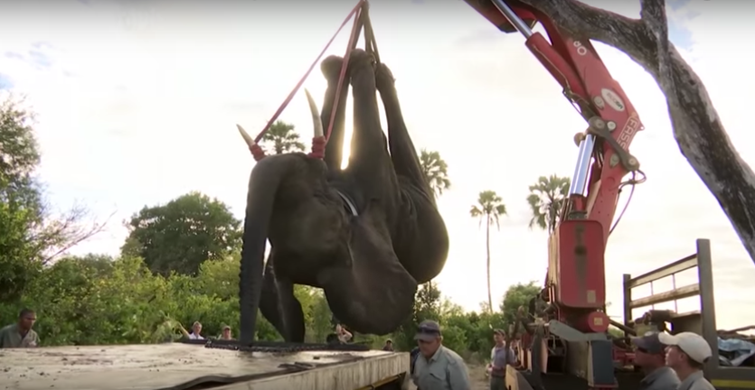 VIDEO: Cranes used to relocate 500 elephants