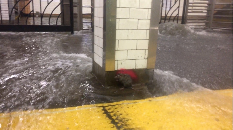 flood rat new york city subway