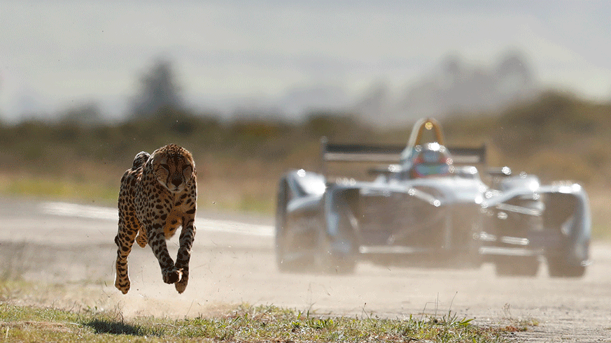 WATCH: Formula E car races cheetah in South Africa
