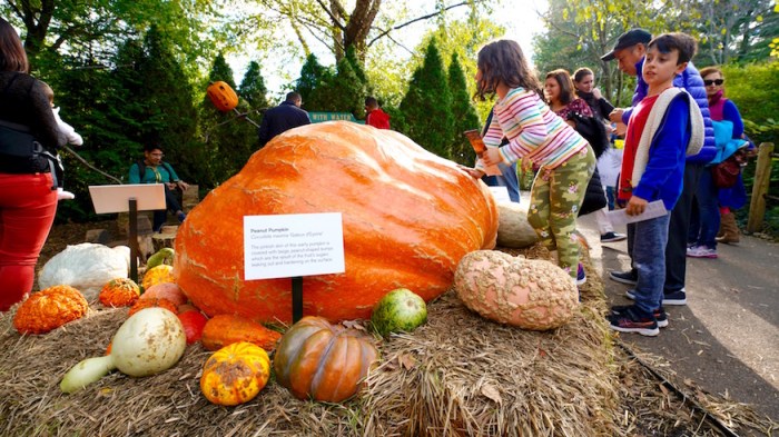 giant pumpkins new york botanical garden spooky halloween events