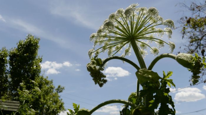 Facts about giant hogweed