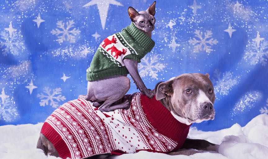 Holiday gift guide: 5 ideas for NYC pet lovers