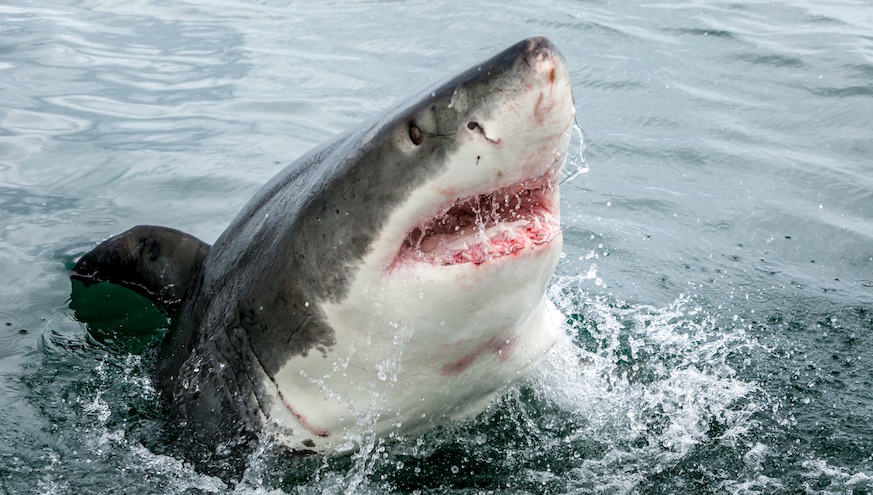 Shark attacks are oftentimes in the back of swimmers' minds, but actual incidents are few and far between. Photo: Getty Images