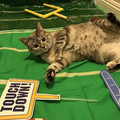 Kitten Bowl IV is the purrrfect way to start Super Bowl Sunday