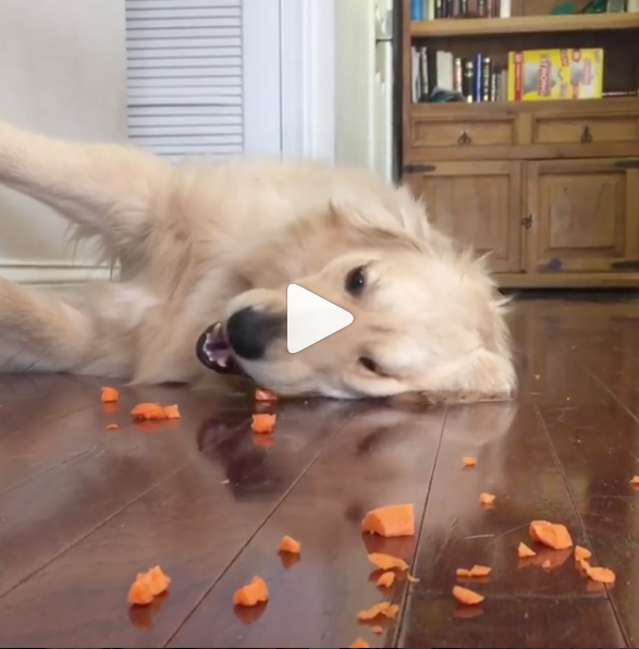 WATCH: This dog is literally you midweek
