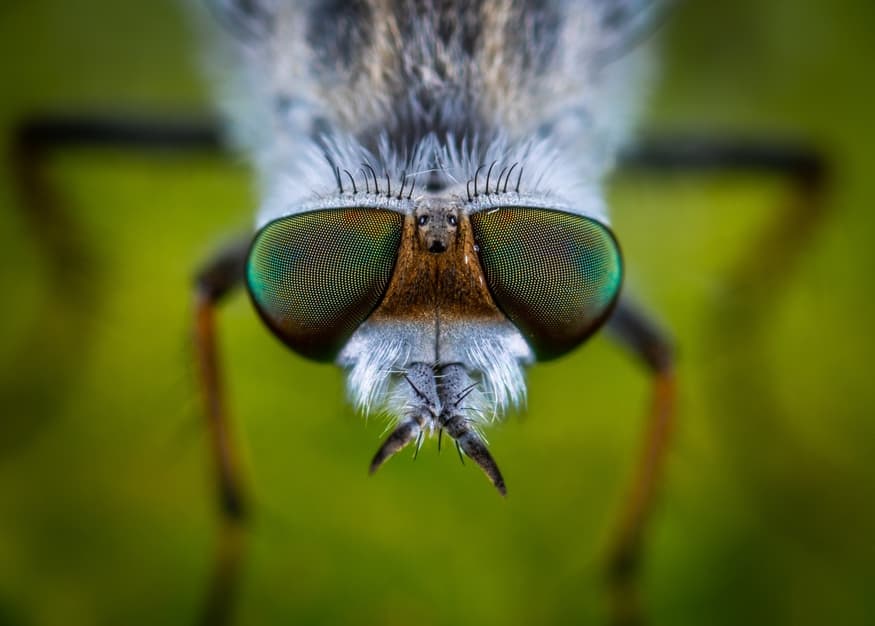 https://www.metro.us/wp-content/uploads/2020/02/how-to-get-rid-of-fruit-flies.jpg