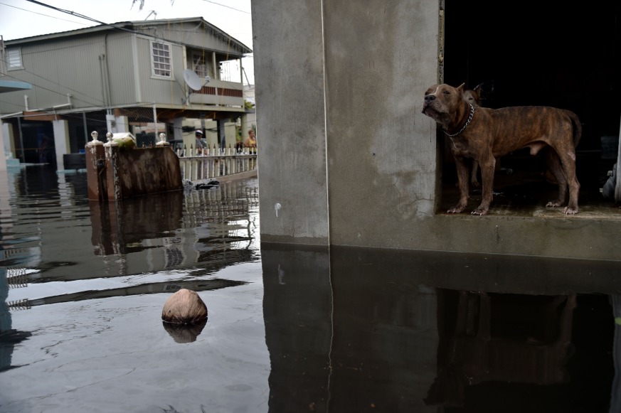 A dog looks out from a flooded house in Juana Matos, Catano, Puerto Rico, on Sept. 21, 2017. Ahead of Hurricane Flo, be sure to prep your pet evacuation kit. (Getty)