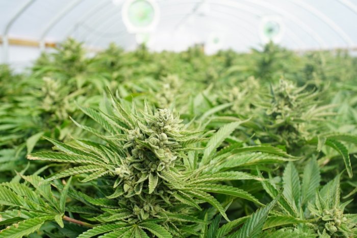 A cannabis cultivation facility in Orange County will serve four New York medical marijuana dispensaries, including two in Brooklyn and Staten Island.
