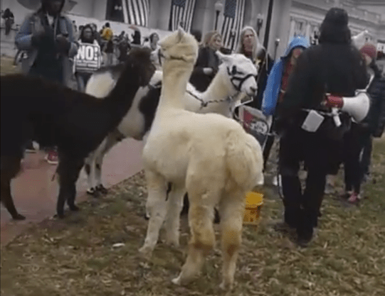 Alpacas, llama come to Trump inauguration protests