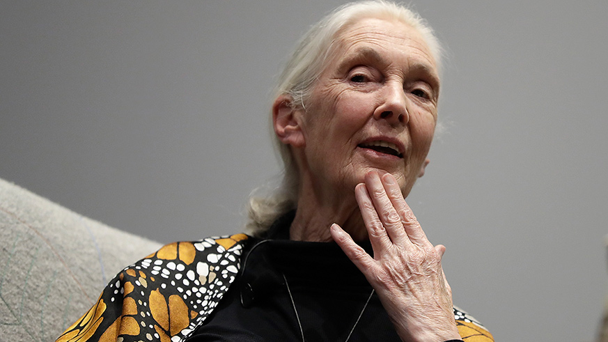 Donald Trump and chimpanzees have a lot in common according to Jane Goodall
