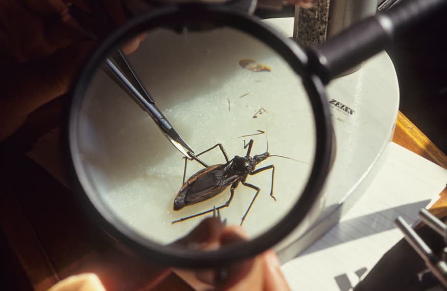 Chagas disease caused by kissing bugs