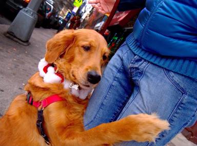 Meet the dog who offers hugs on the streets of NYC