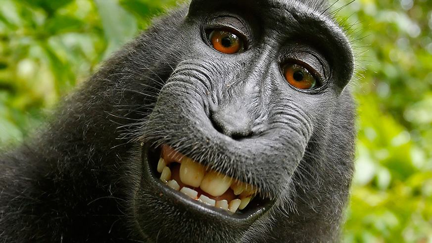 monkey selfie 2011