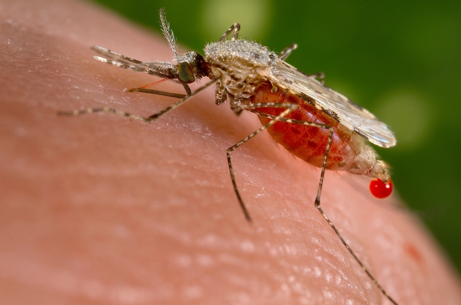 Treatment developed at Worcester Polytechnic Institute has helped cure cases of drug-resistant malaria. Photo: Wikimedia Commons
