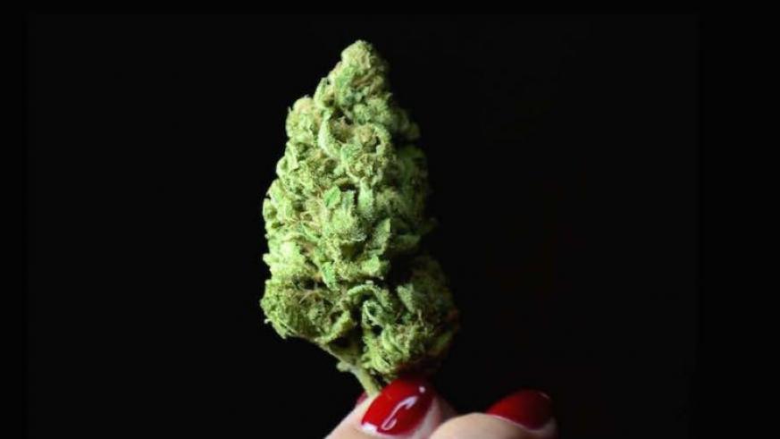 Marijuana