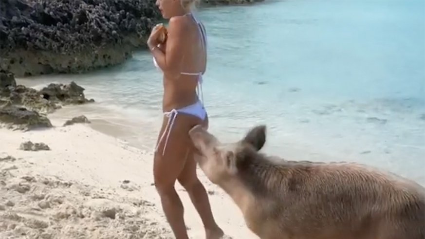 Michelle Lewin gets bit in butt by pig