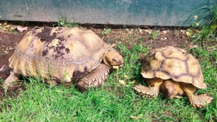 Tortoise taken from Queens environmental facility is still missing.