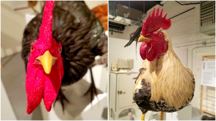 Meet 18 breeds of chicken — just a handful of hundreds that used to exist — at the MOFAD's new Highlights from the Collection exhibit. Credit: Peter Kim
