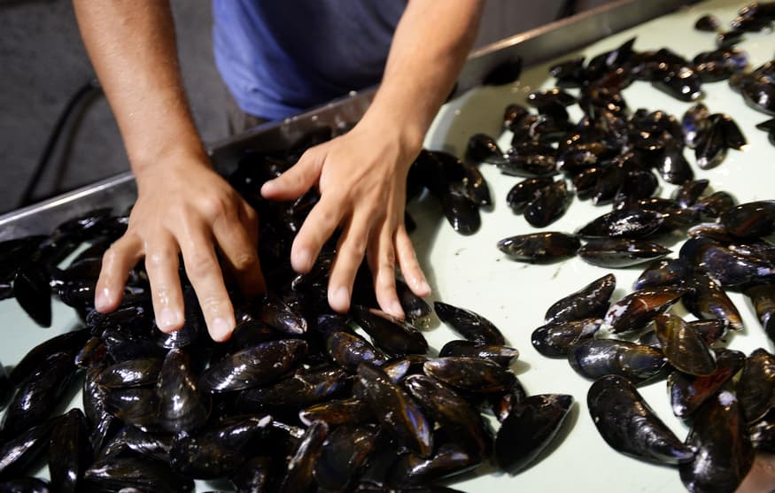 Opioids found in mussels off Washington coast