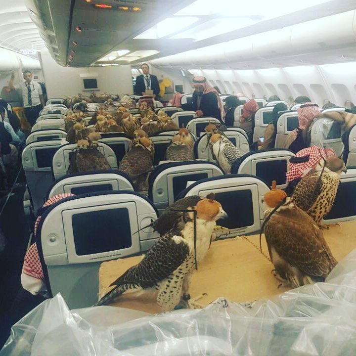 PHOTO: Saudi prince books airplane seats for each of his 80 falcons