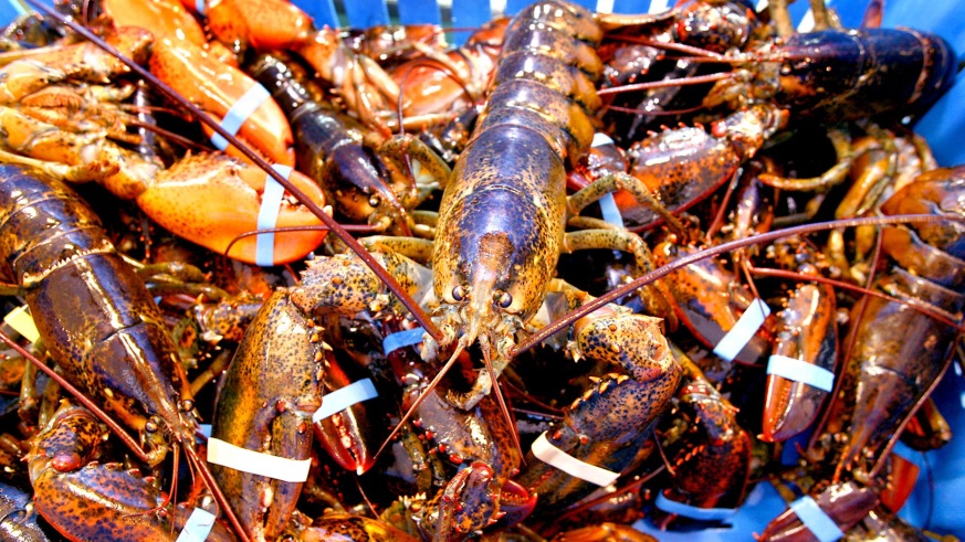 National Lobster Day best lobster rolls in Boston