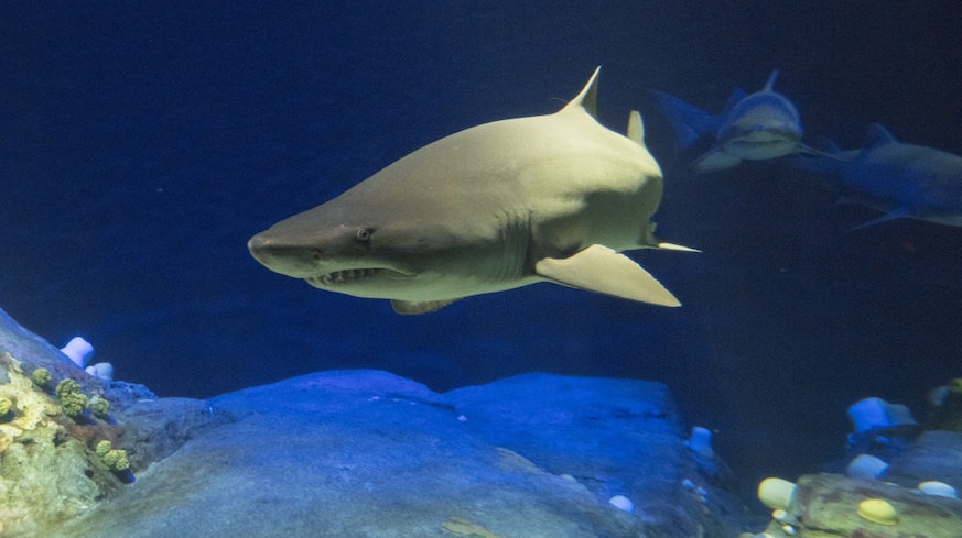 The sand tiger shark is the largest resident of Ocean Wonders: Sharks! at the New York Aquarium in Coney Island.