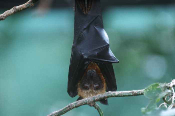 The Nipah virus is spread by fruit bats