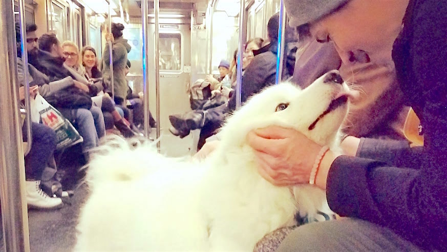 I was lucky to share my NYC subway commute with this happy woof back in December, apologies for the Instagram filter.
