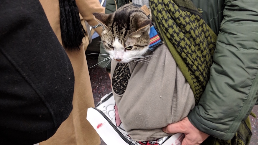 nyc subway cat morty commuting mta