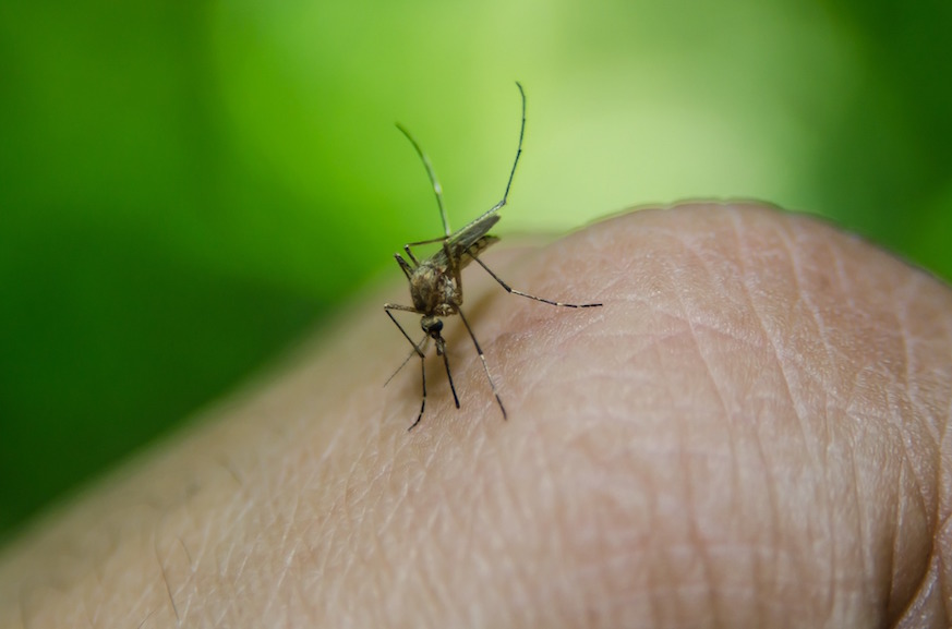 The city’s Health Department confirmed 2018’s first human case of West Nile virus over the weekend, the earliest identification of the mosquito-borne illness since 1999.
