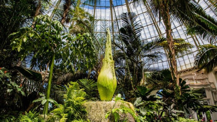 Corpse Flower Watch 2018 is on at the New York Botanical Garden.