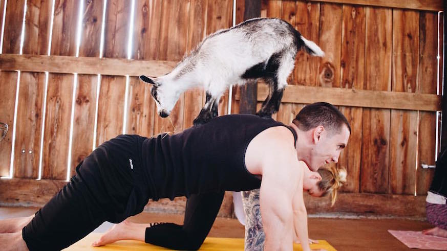 Prepare to pose and be posed on at NY Goat Yoga. Credit: Gilbertsville Farmhouse
