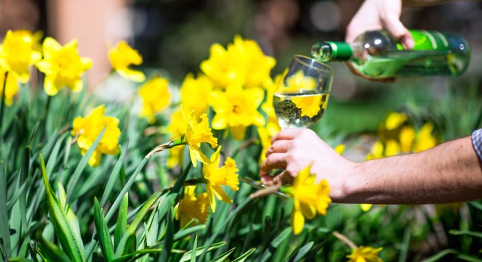 Daffodil Weekend & Wine Tasting at the New York Botanical Garden