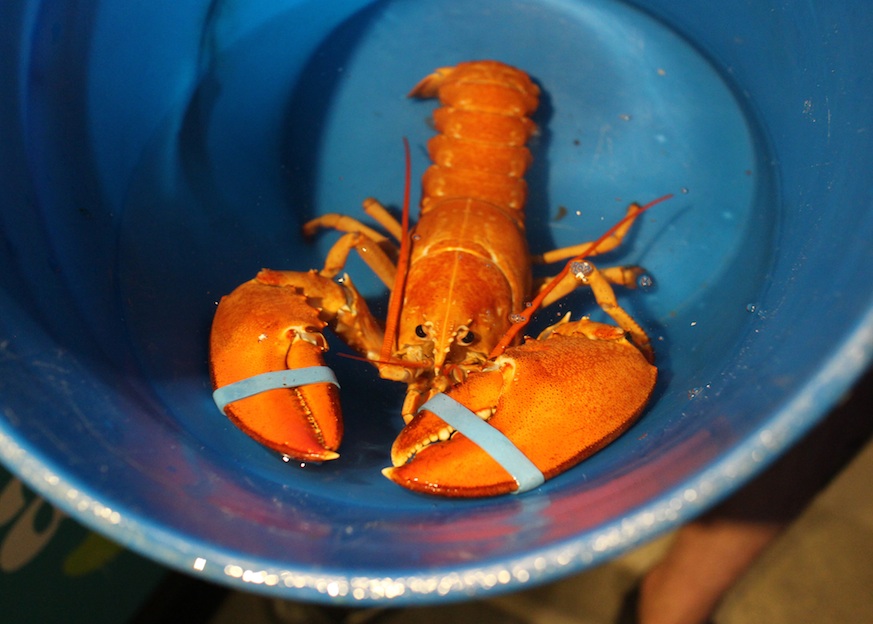 rare lobsters | lobster colors