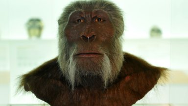 Early man may have contracted genital herpes from eating this ancient primate